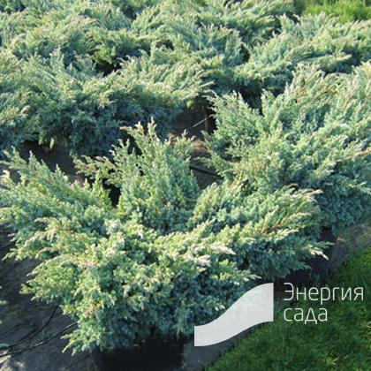 Можжевельник чешуйчатый «Блю Свид» (Juniperus squamata «Blue Swede») - купить в СПб с доставкой